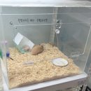 우다다햄쮸 이미지