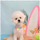 메리몰펫샵 이미지