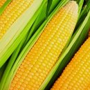 노란옥수수 이미지