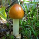 고동색우산버섯 (Amanita fulva) 이미지