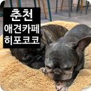 히포코코 네이버블로그