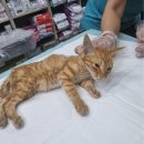 세림종합동물병원 이미지