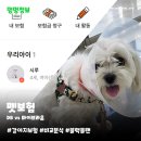 아이 러브 펫 | 펫보험 가입기 | DB vs 마이브라운 비교 블랙플랜 선택 이유까지