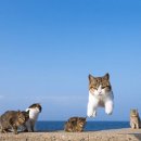 제주고양이