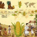 여름철 대표 간식 옥수수 효능과 부작용 이미지