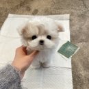 퍼피몽 네이버블로그