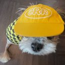 내돈내산_ 반려동물용품 브랜드 &#34;클러스터라운드 CRR&#34;