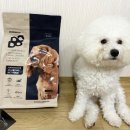 도도한댕댕 이미지