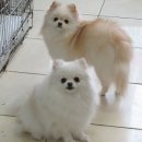 화이트 페어리 이미지