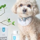 개 최고 이미지