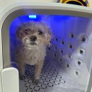 글램독청평 | 강아지랑 가기좋은 가평 숙소 글램독 애견펜션 청평점