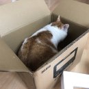 달토스트 이미지