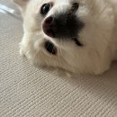 늘봄펫살롱 이미지