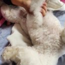 아라소프트 주식회사 | 💖🪮[체험단 체험후기] [페페 BASS 슬리커 브러쉬] 🪮💖왕 꼬질이 아리왕자님! 샤이니가이로 변신 성공✨️😘😍 👍👌