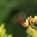 코스모스가든 이미지