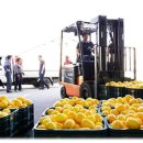 최한수농장 이미지