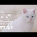 캣끗 이미지