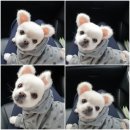 배방동물병원 이미지