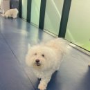 우쭈쭈플렉스 강아지 미용 이미지