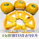 영광축산 | 6시내고향 반영된 수농원 태추단감 뜻 수확시기 5kg 구매후기