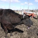 희망반점 이미지