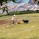 코코 반려견 호텔 이미지