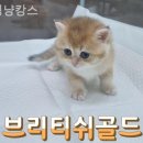 멍냥캉스 이미지