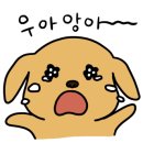 펫존&견생컷 이미지