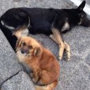 해 동물병원 이미지