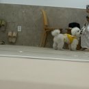 푸푸독 | 강아지 피트니스 독 피트니스센터 독투독 합정 우쭈쭈센터 분리불안훈련