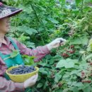 삼복농장 이미지