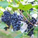 오복농장 이미지