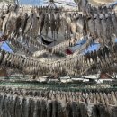 용구니아지트 이미지