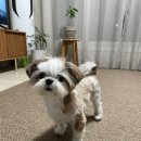 Dear Johny 이미지