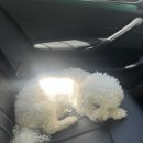 숙희네 개집 이미지