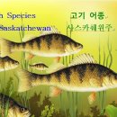 SK 낚시규정 요약 Summary of Saskatchewan&#39;s Fishing Regulations 이미지