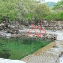 사지목 나무그늘 이미지