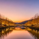 황금빛 | 안동 월영교, 늦가을 황금빛 은행나무 산책로 후기