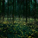 반딧불이 이미지