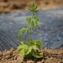 여주-0602 이미지