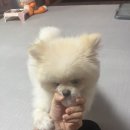 강아지를 미용하는 여자 이미지