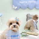 하떼하떼 이미지