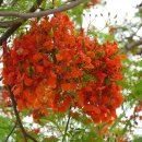 꽃의계절 이미지