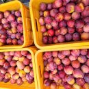 낙원농장2 이미지