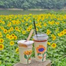 해바라기 애견 이미지