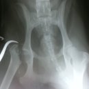 안정현동물병원 이미지