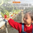 다솜농장 | 서울근교 아기랑 갈만한 곳 남양주 다솜농장 딸기체험 후기