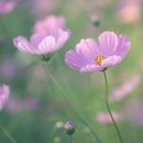 색연필 보타니컬 아트 이미지