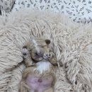 장군켄넬 이미지