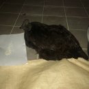 내가치킨 이미지